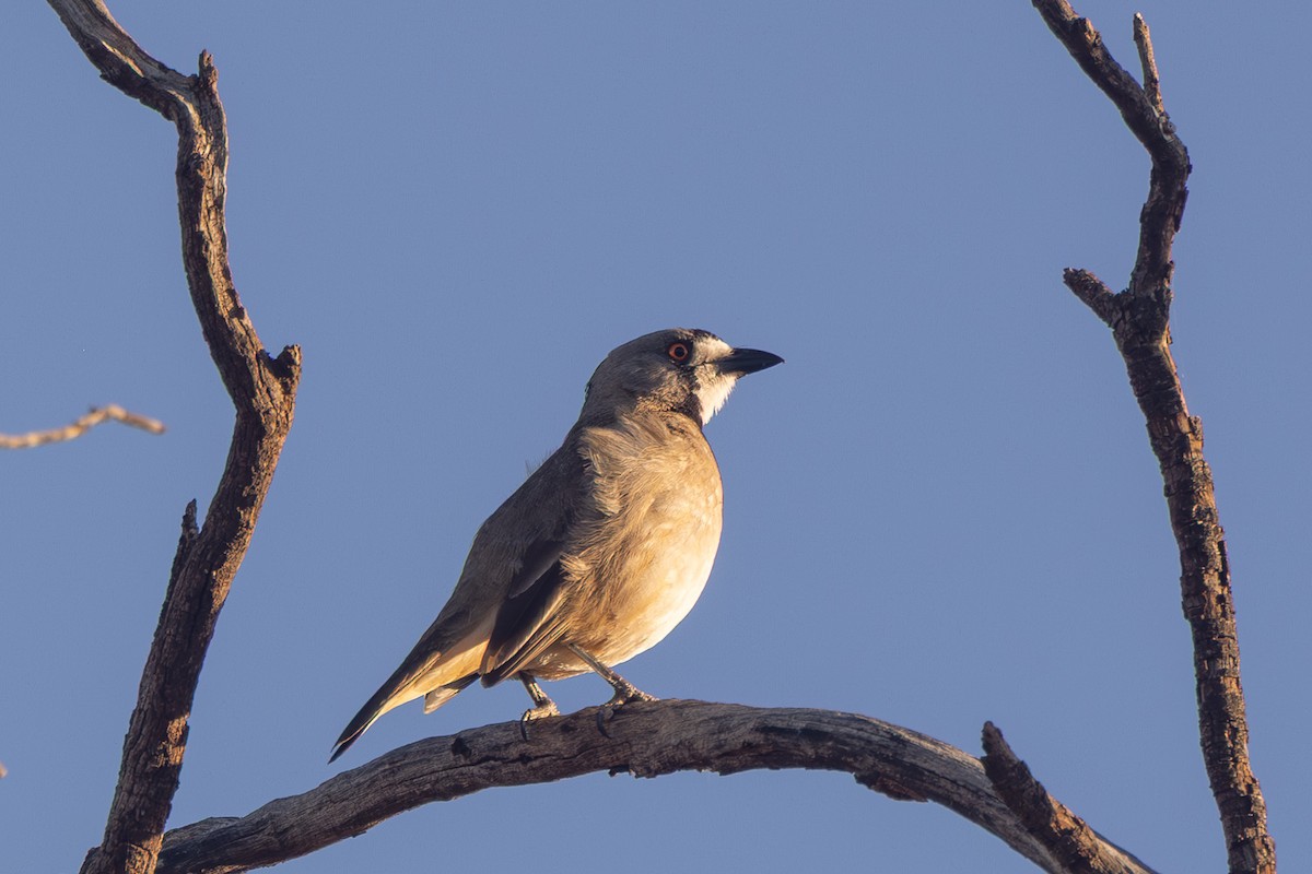 Хохлатая птица-колокольчик - ML645832931