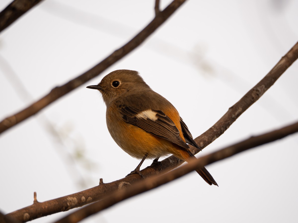 Сибирская горихвостка - ML645832932