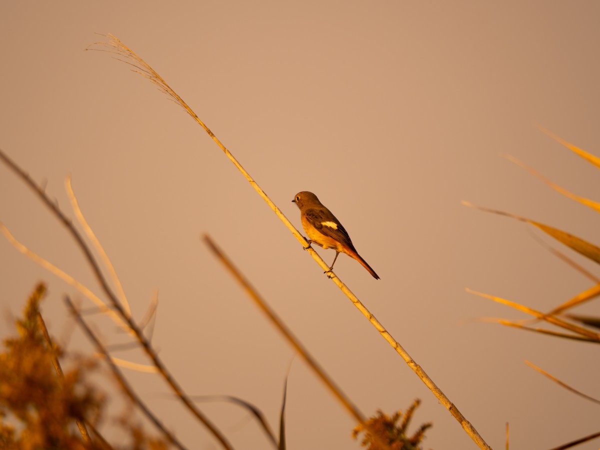 ジョウビタキ - ML645832933