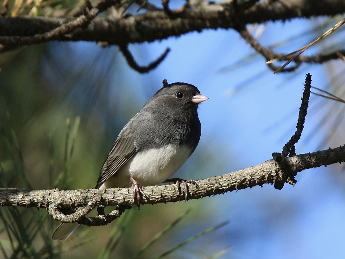 Серый юнко (Серый) - ML645832934