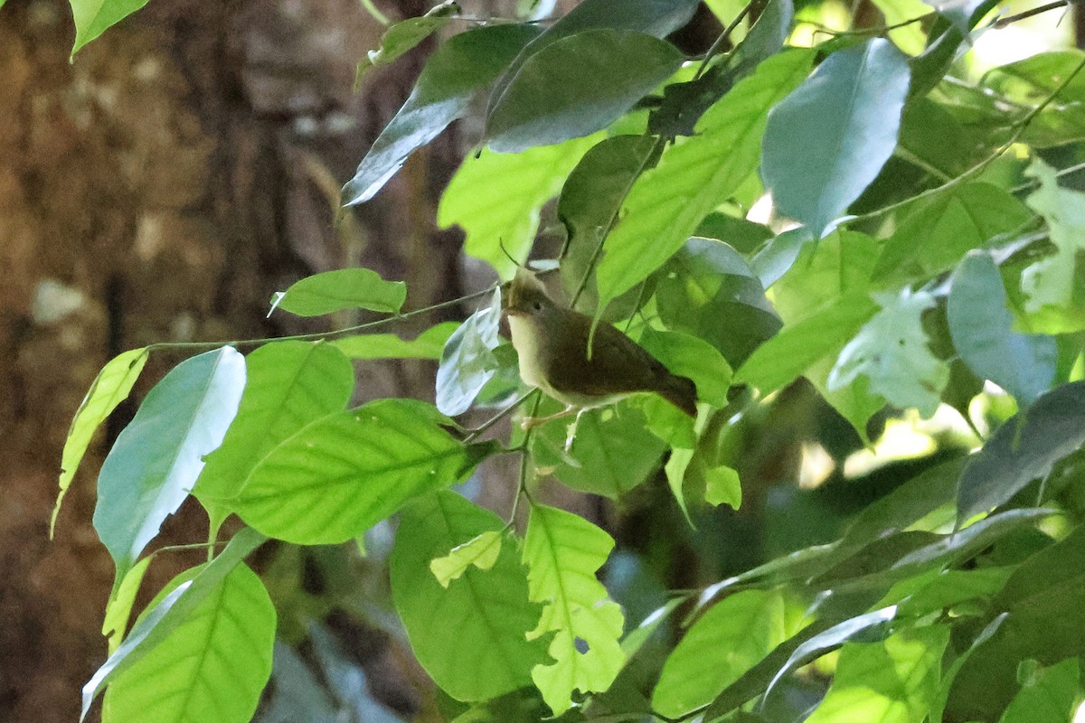 Чупурник - ML645832938