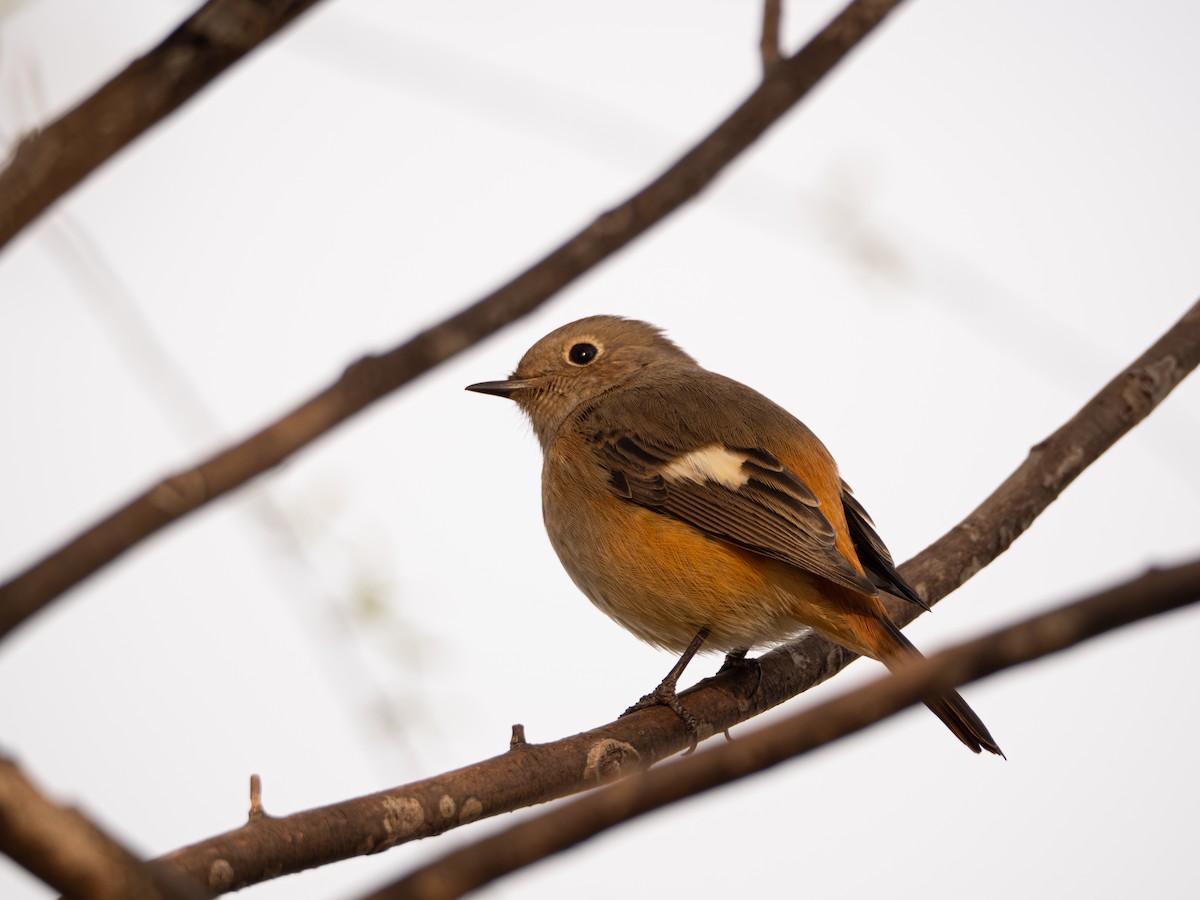 חכלילית סיבירית - ML645832939