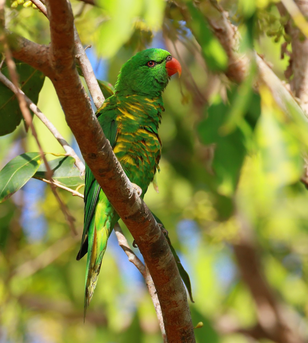 Чешуйчатый лорикет - ML645832942