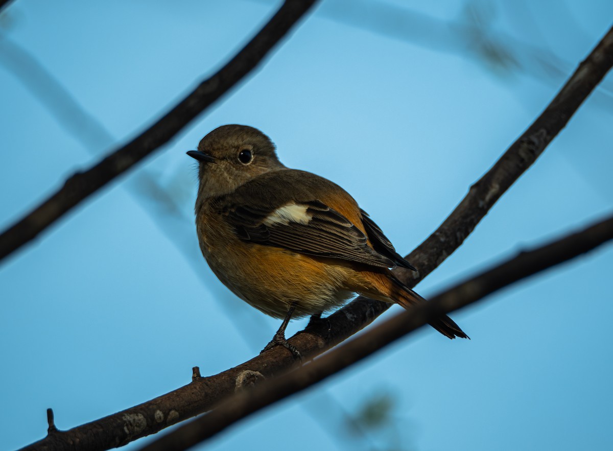 חכלילית סיבירית - ML645832943