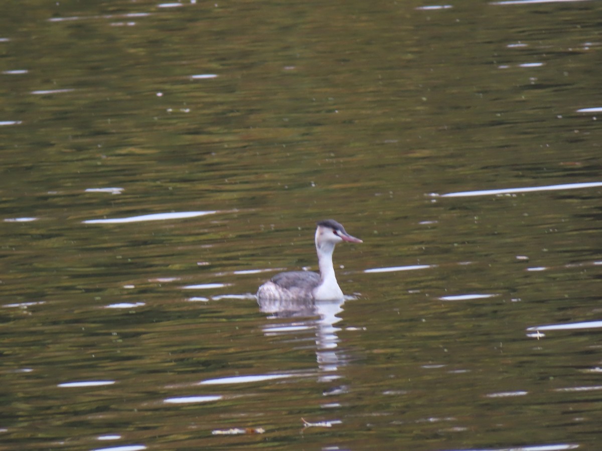 Чомга - ML645832944