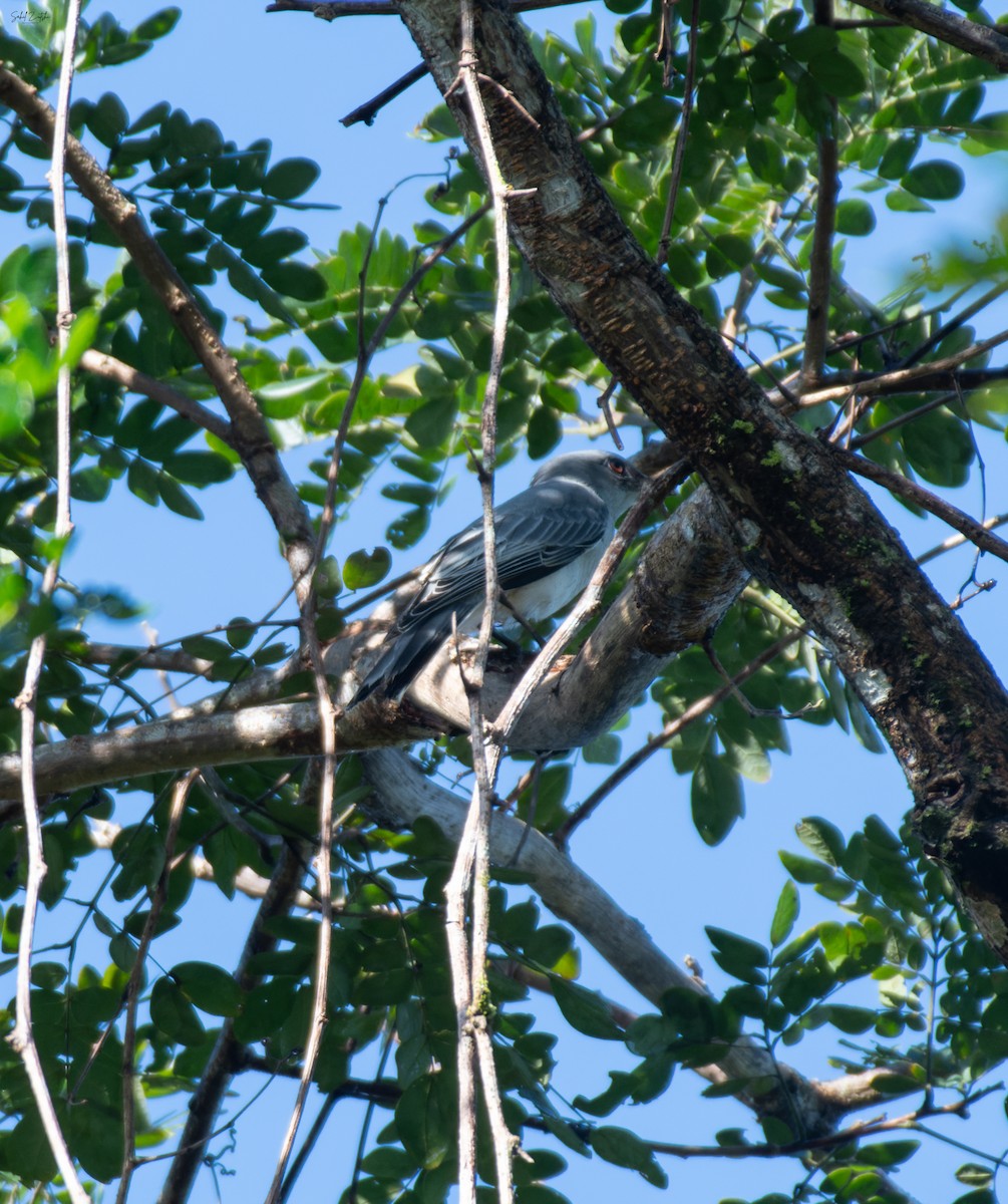 Oriental Cuckooshrike - ML645832946