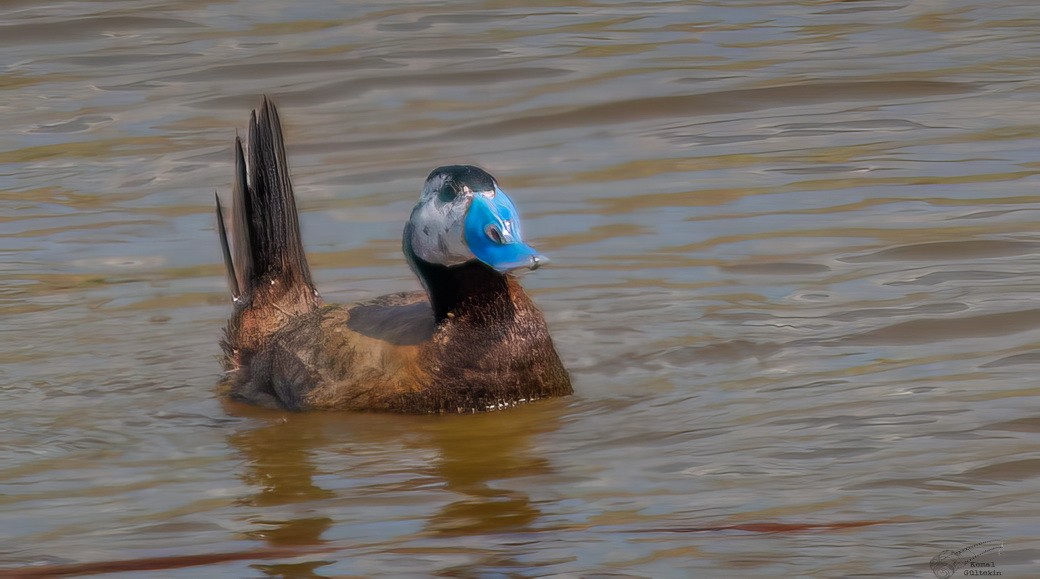 Савка - ML645832948