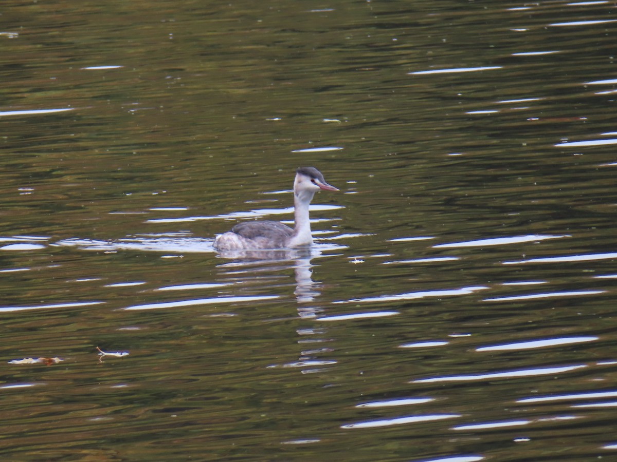 Чомга - ML645832949