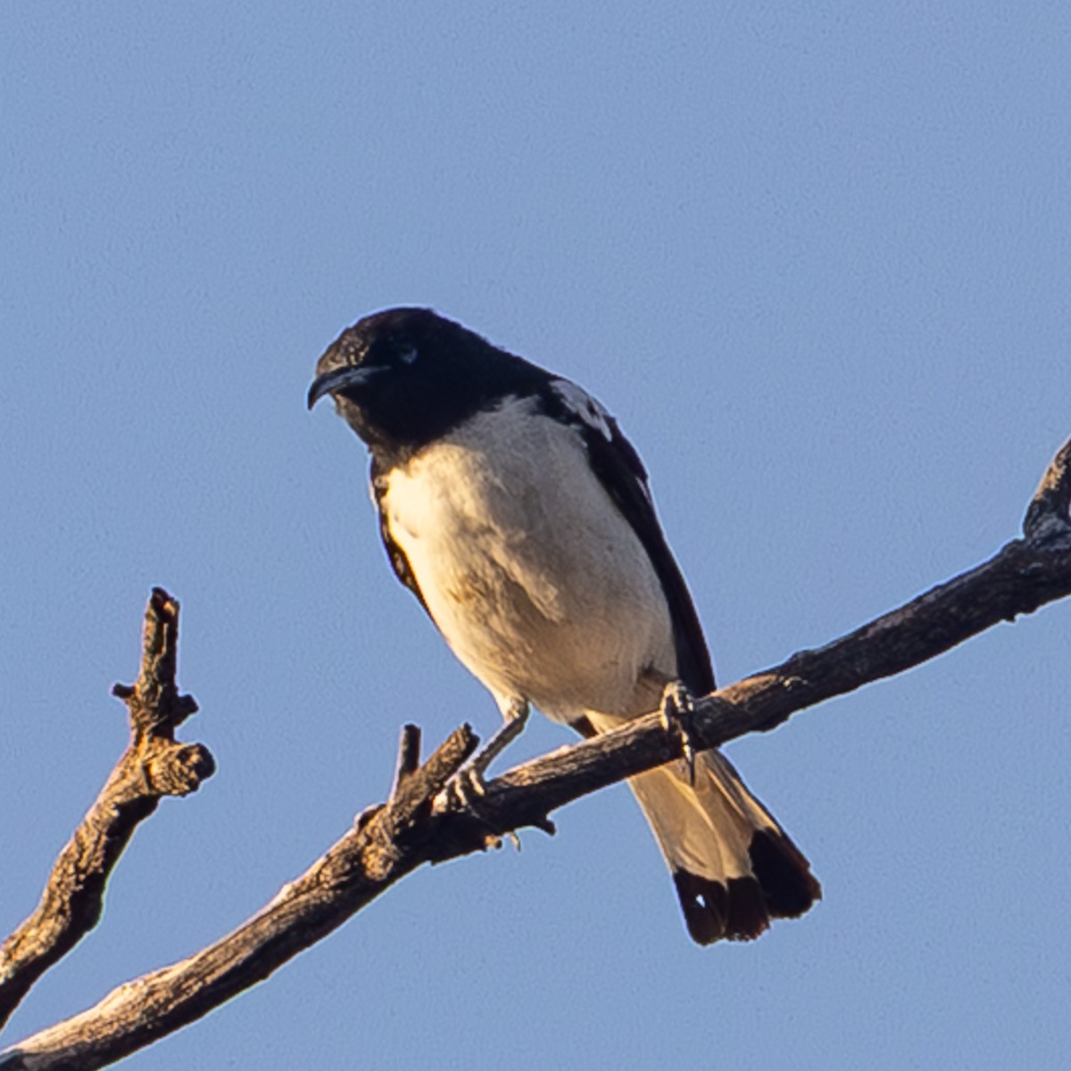 Сорочья эвкалиптница - ML645832952