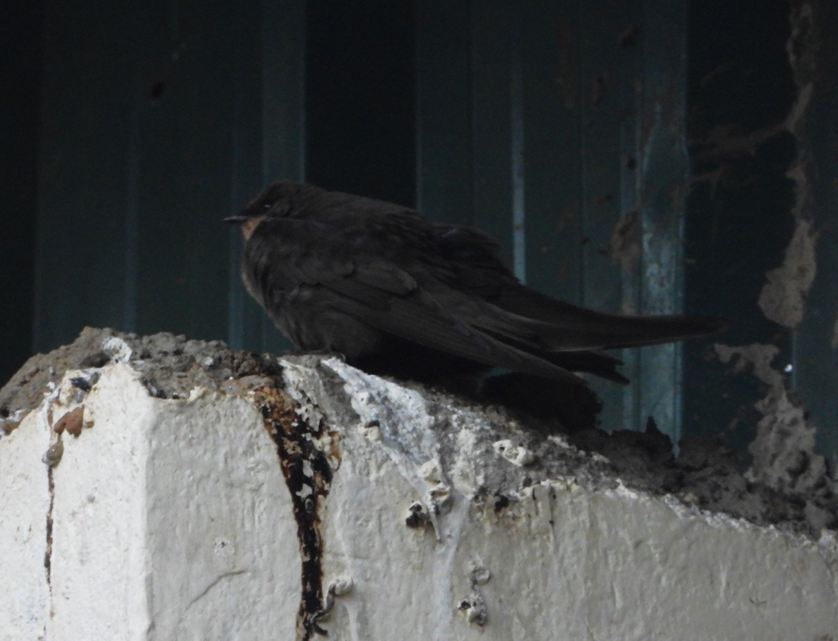 Red-throated Crag-Martin - ML645832954