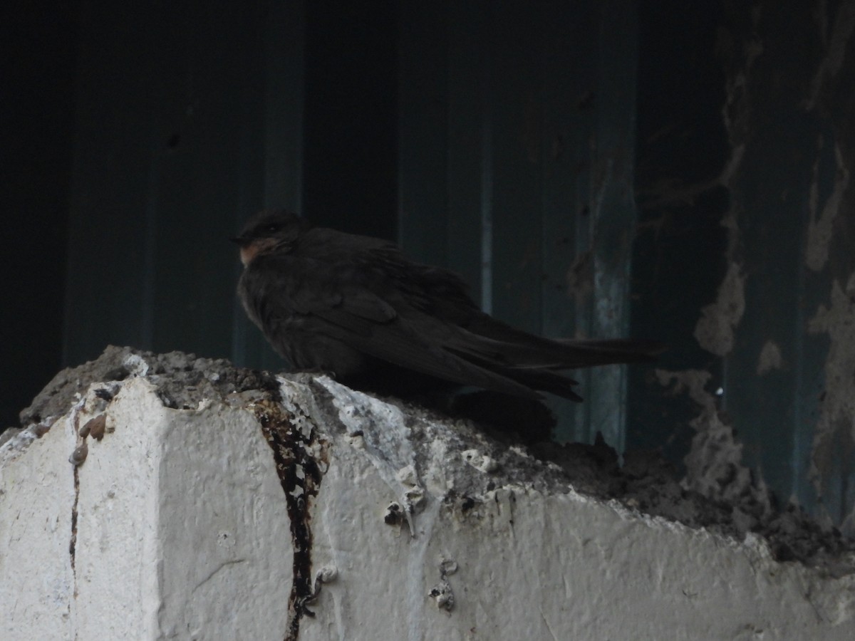 Red-throated Crag-Martin - ML645832955