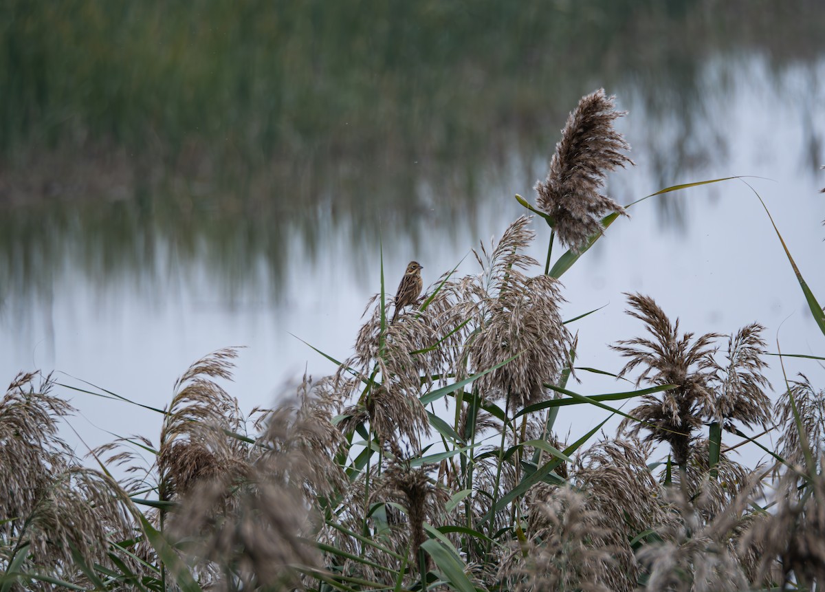 Ошейниковая овсянка - ML645832956