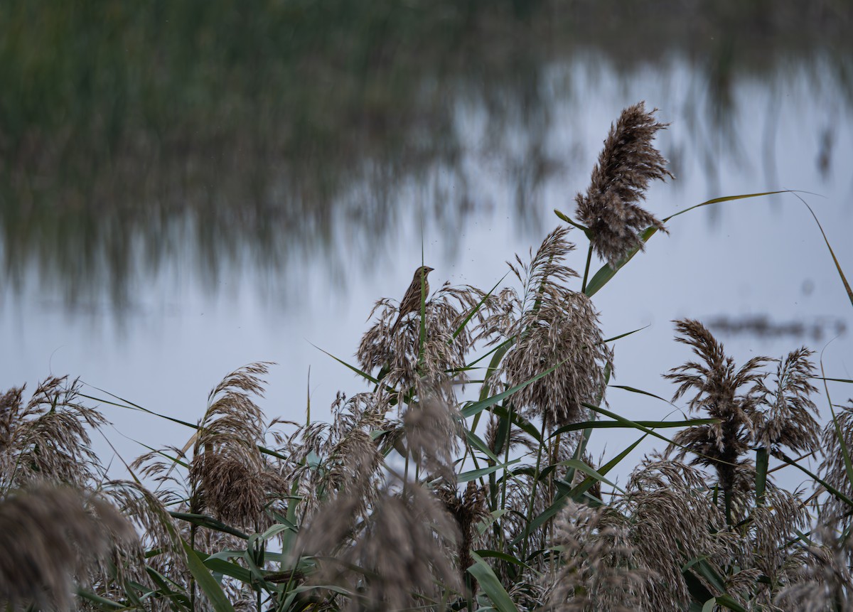 Ошейниковая овсянка - ML645832959