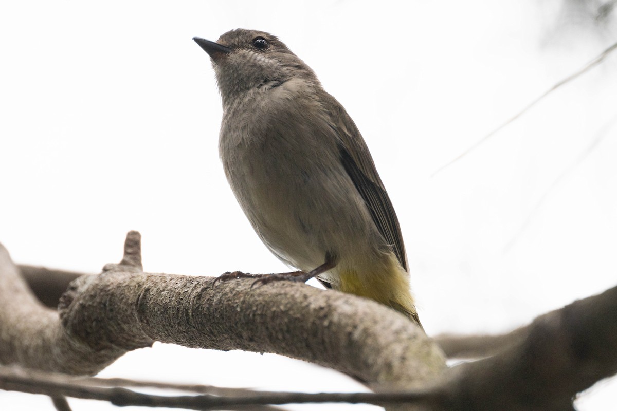 Golden Whistler - ML645832961