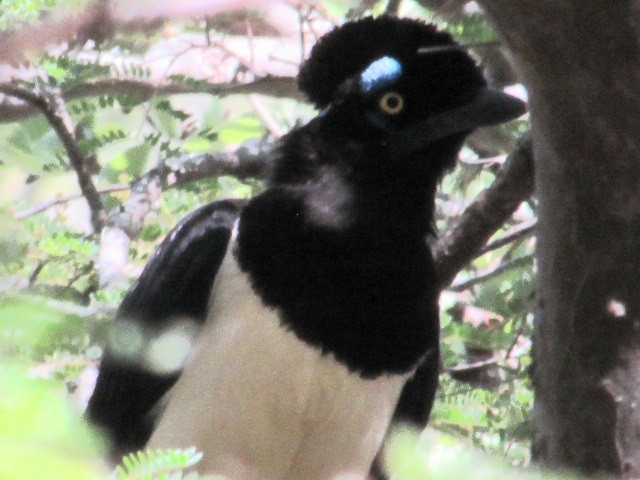 Пая круглочуба - ML645832962