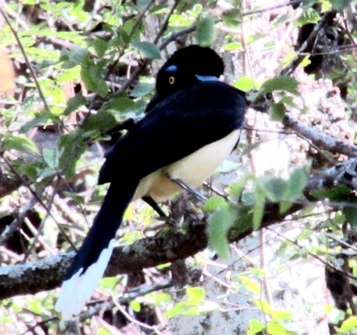 Пая круглочуба - ML645832963