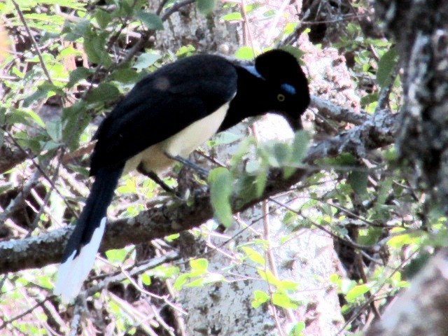 Пая круглочуба - ML645832964