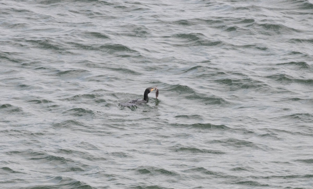 Баклан великий - ML645832970