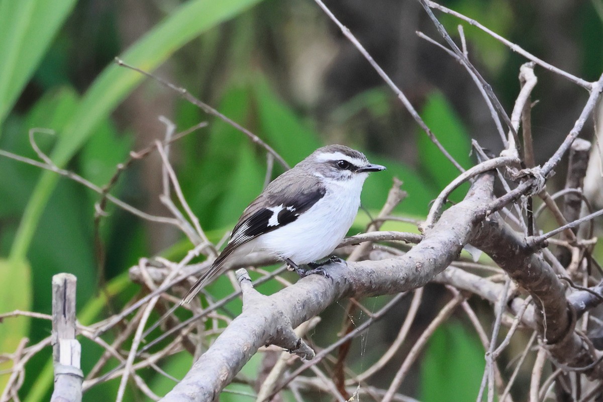 Королець сіроволий - ML645832971
