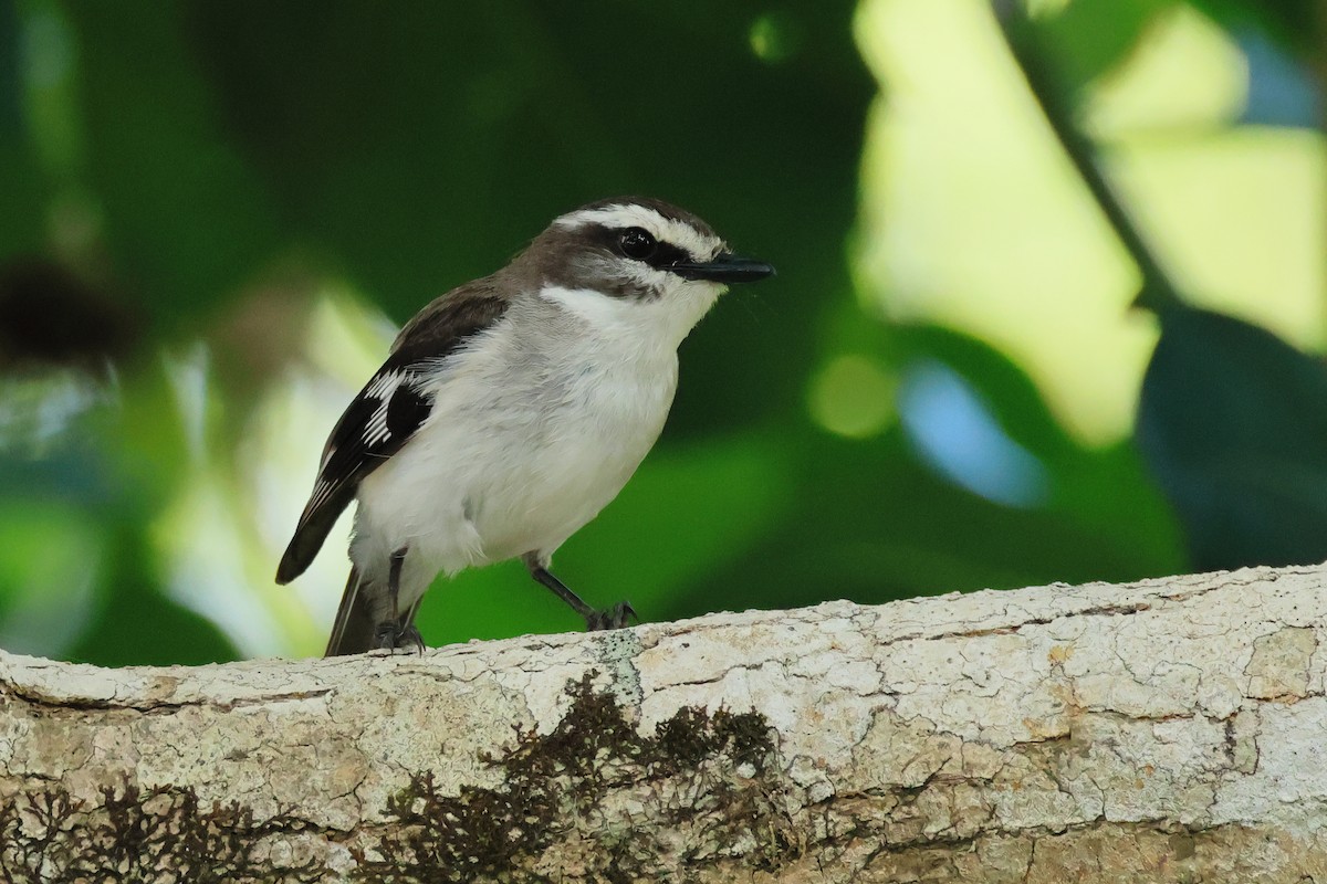 Королець сіроволий - ML645832972