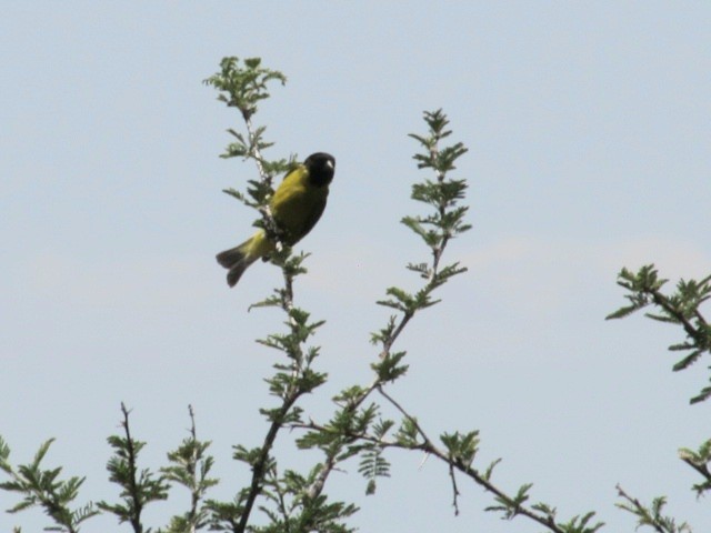 Чиж чорноголовий - ML645832975