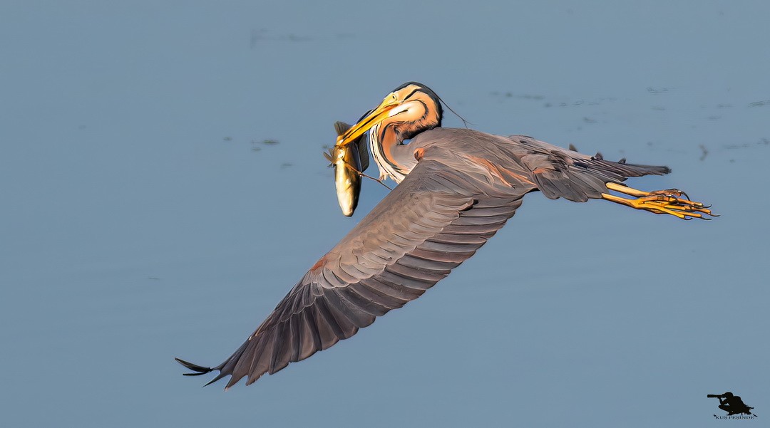 Чапля руда - ML645832982