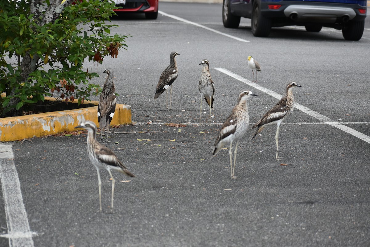 Лежень австралійський - ML645832986