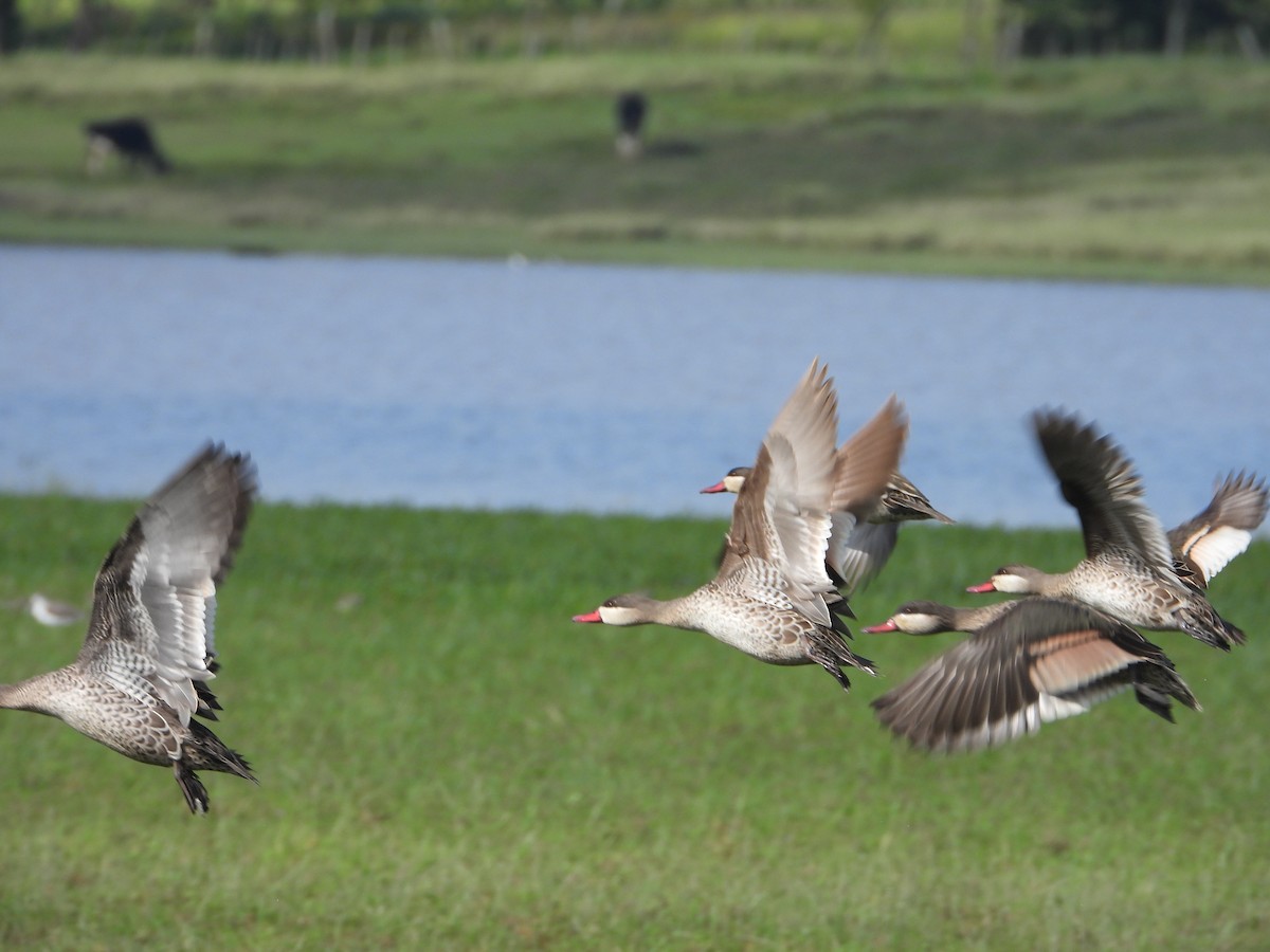 Крижень жовтодзьобий - ML645832990