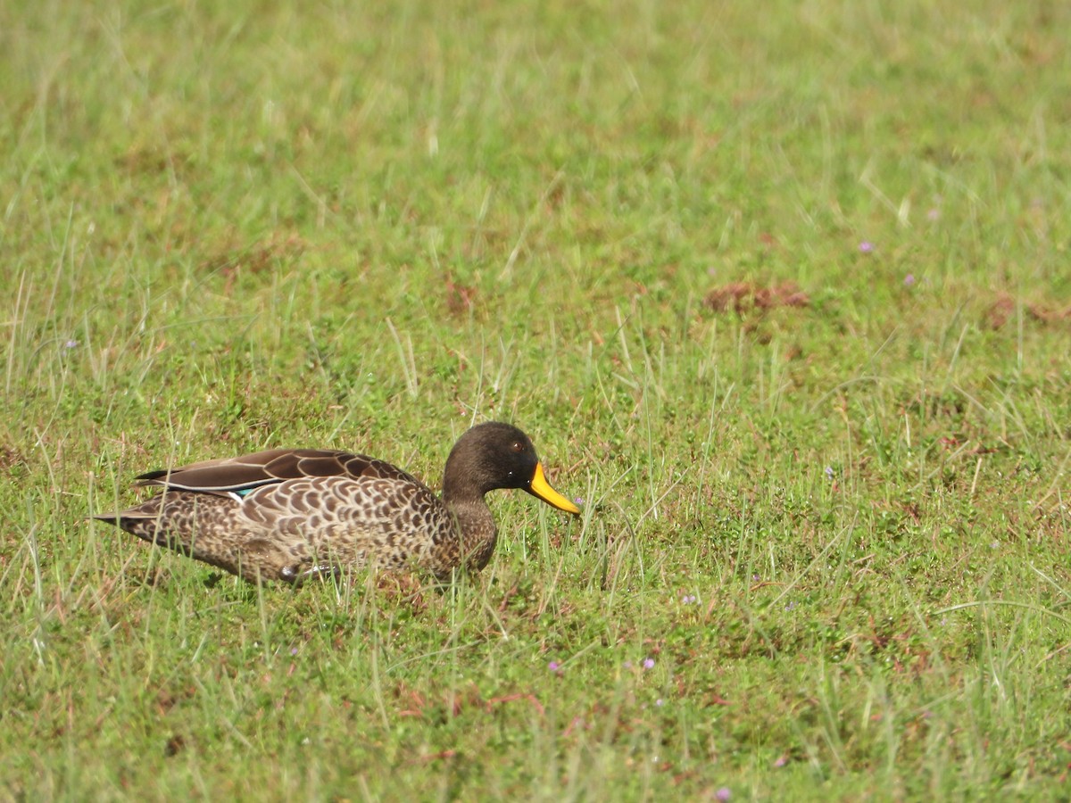Крижень жовтодзьобий - ML645832992