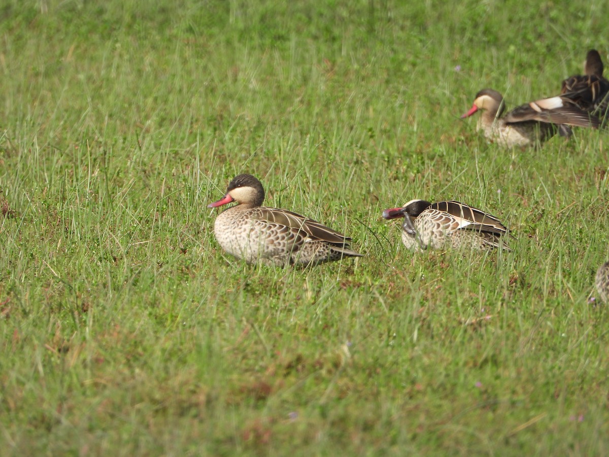 Шилохвіст червонодзьобий - ML645832993