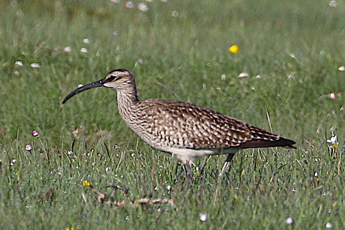 Кульон середній - ML645832994