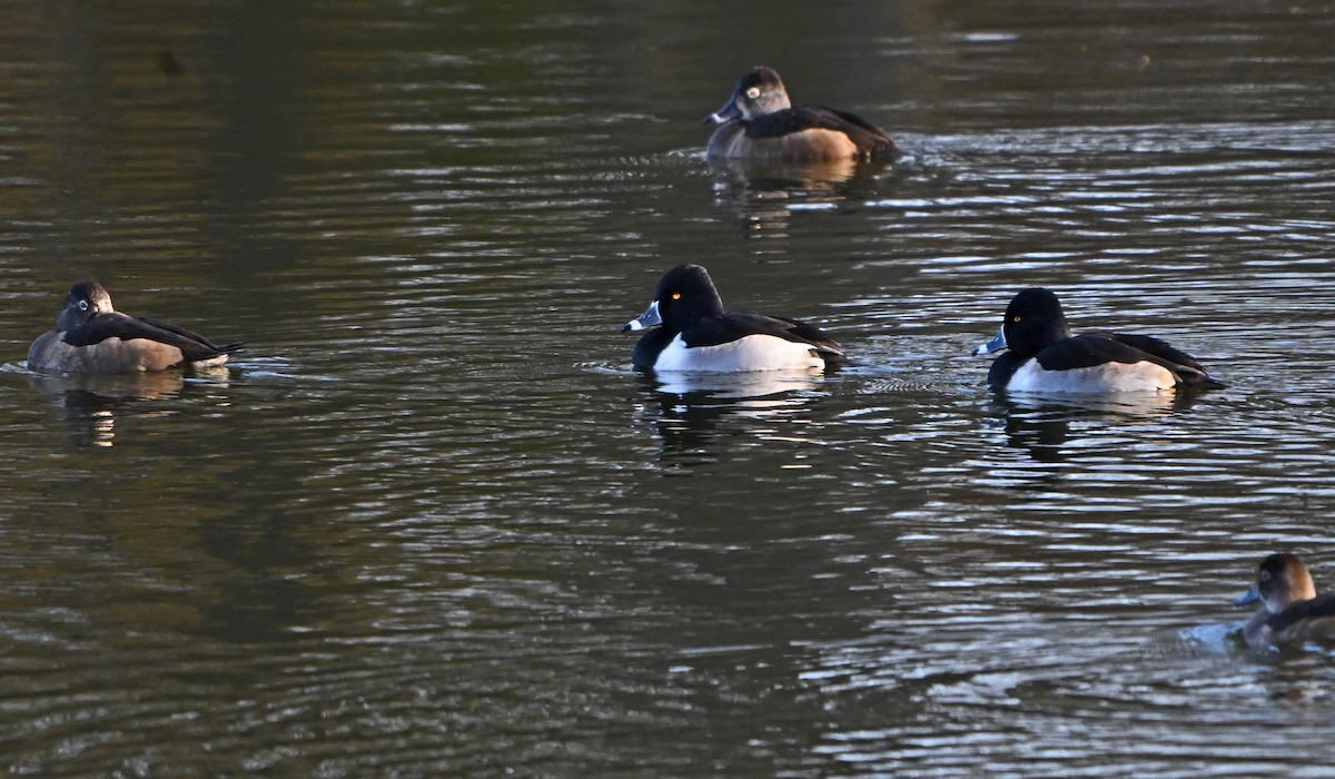 Чернь канадська - ML645832997