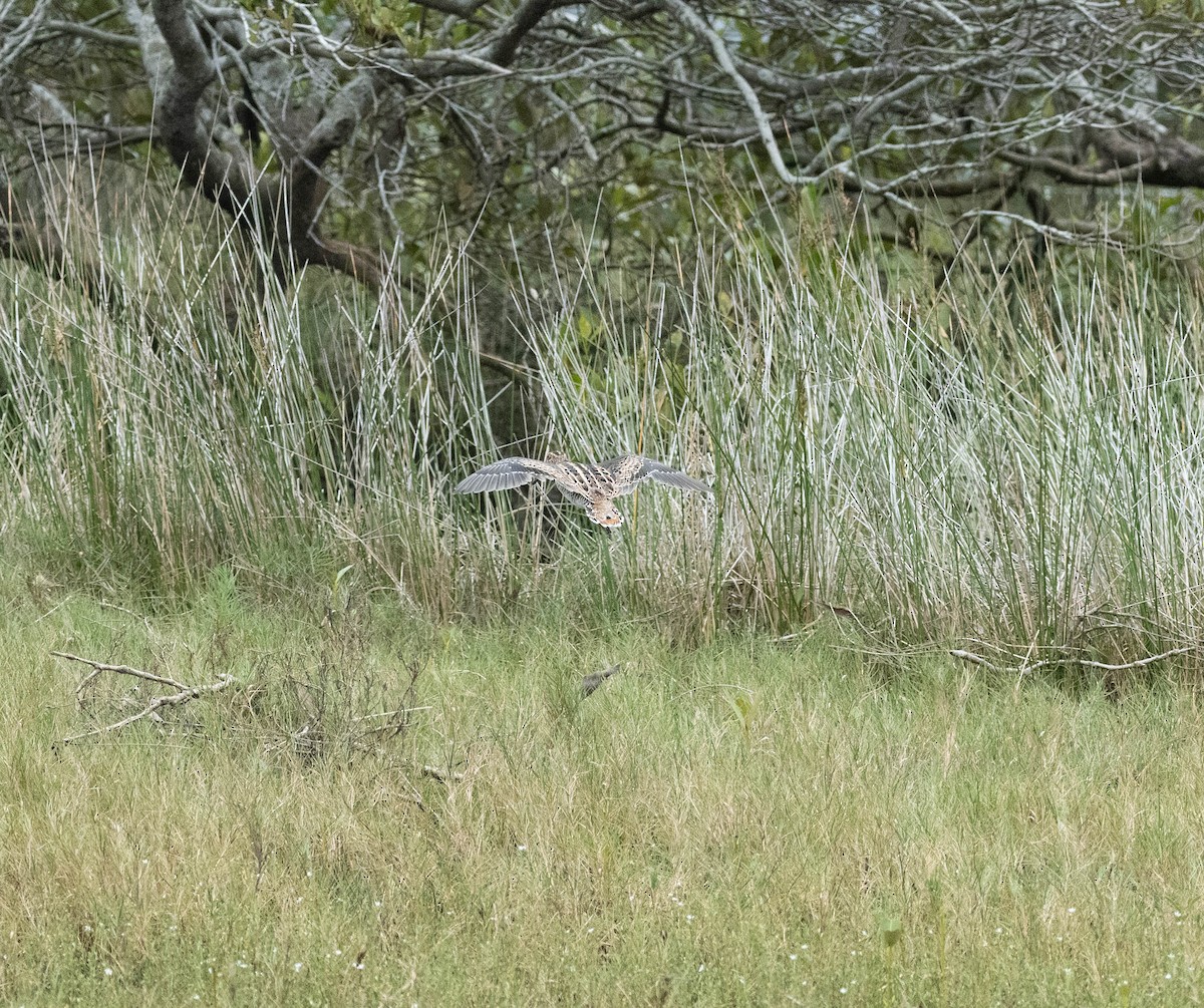 Баранець японський - ML645832999