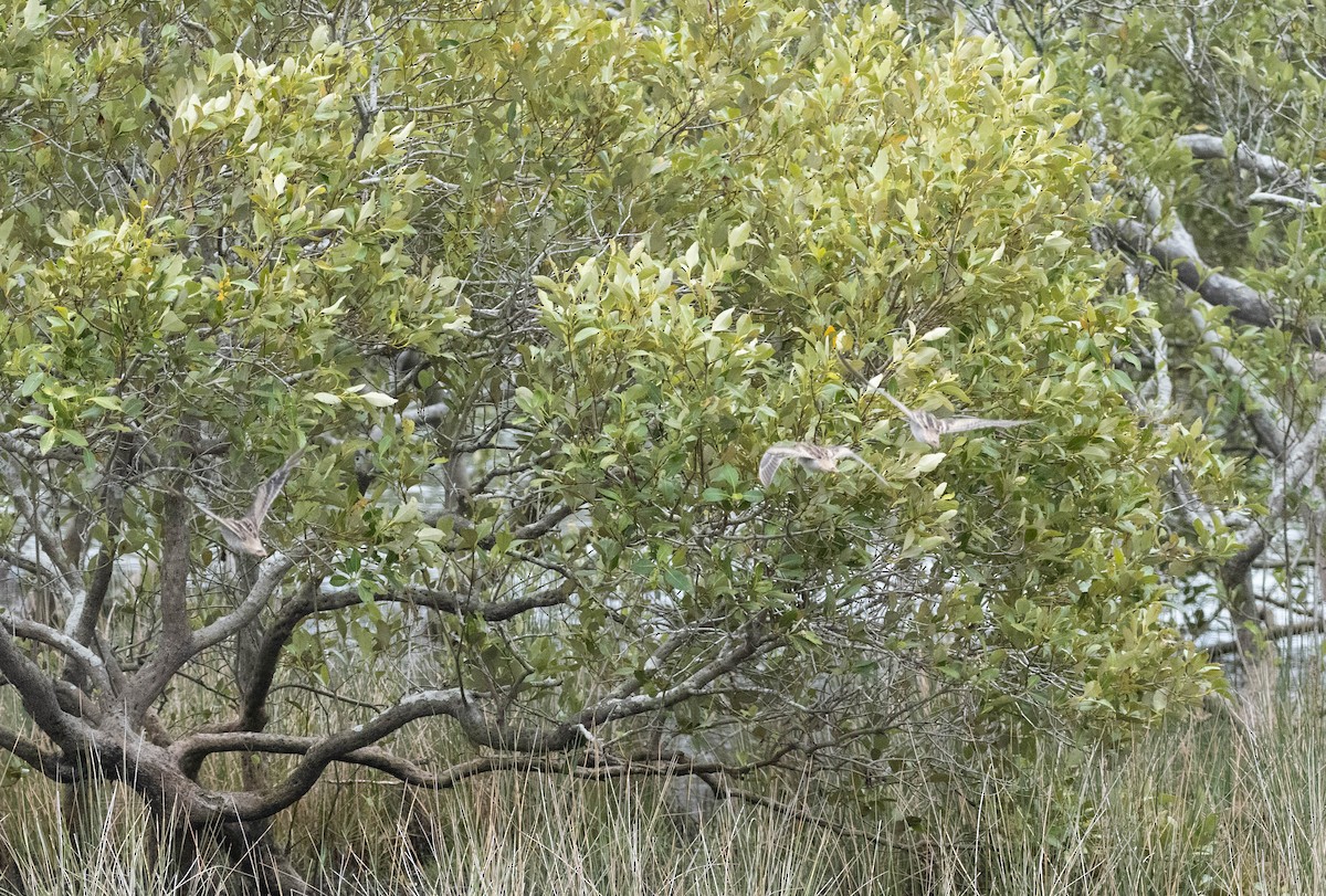 Баранець японський - ML645833000