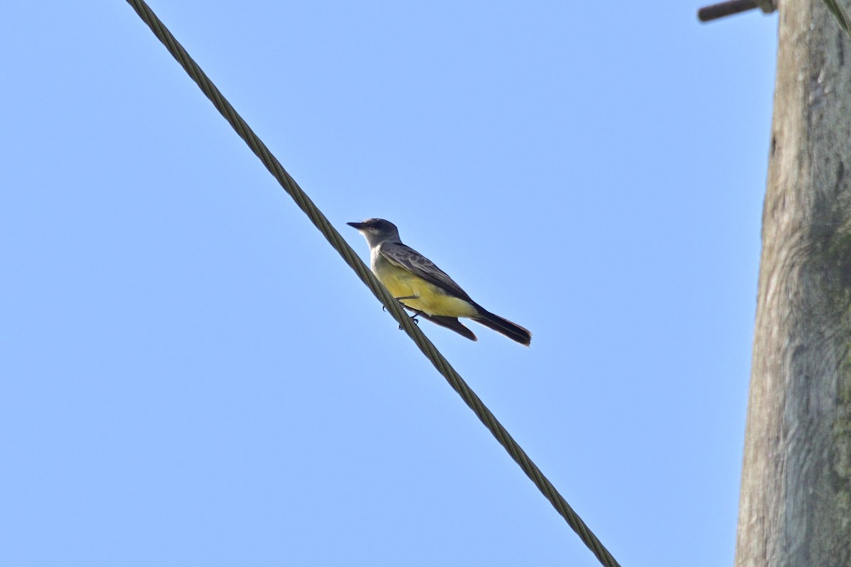 Cassin's Kingbird - ML645833003