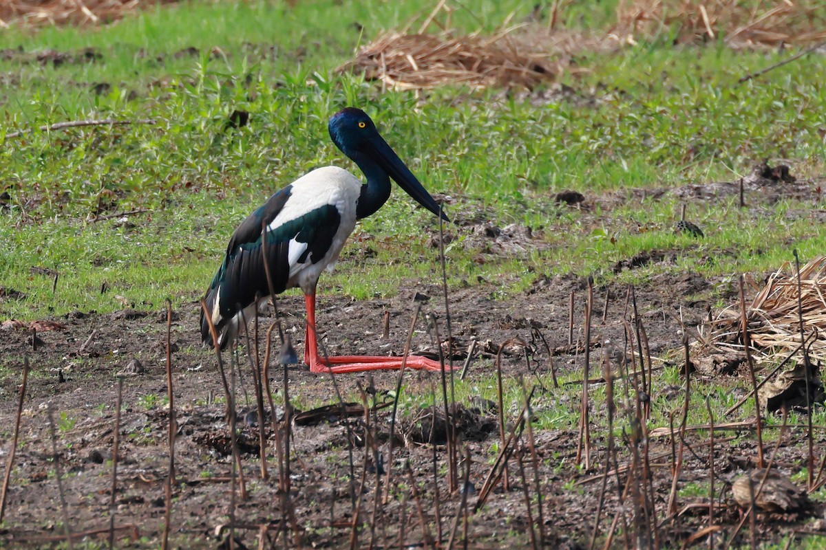 čáp černokrký - ML645833005