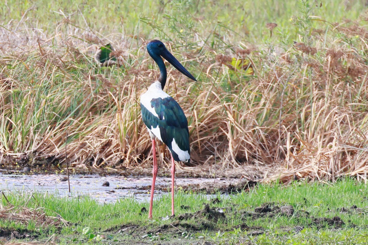 čáp černokrký - ML645833006