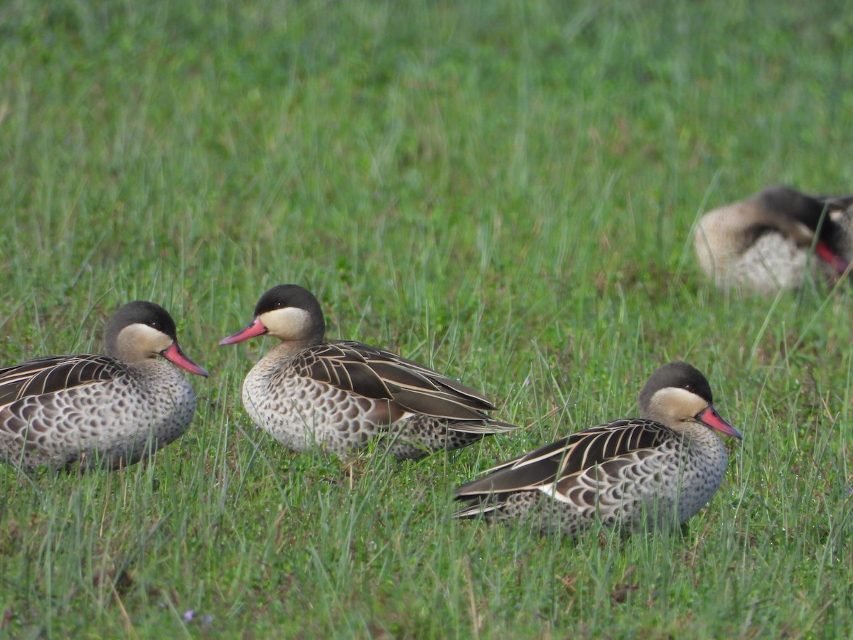 Ánade Piquirrojo - ML645833010