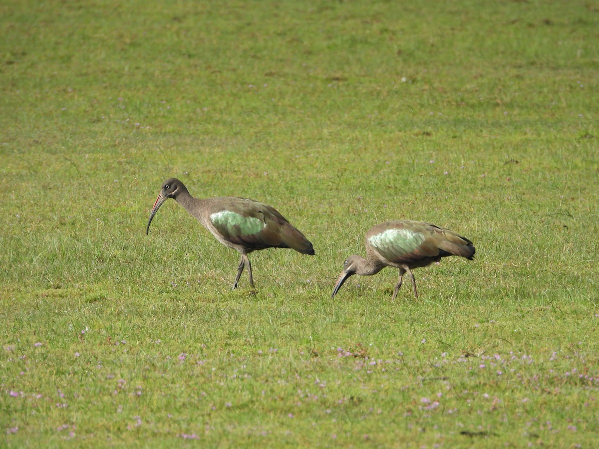 Hadada Ibis - ML645833015