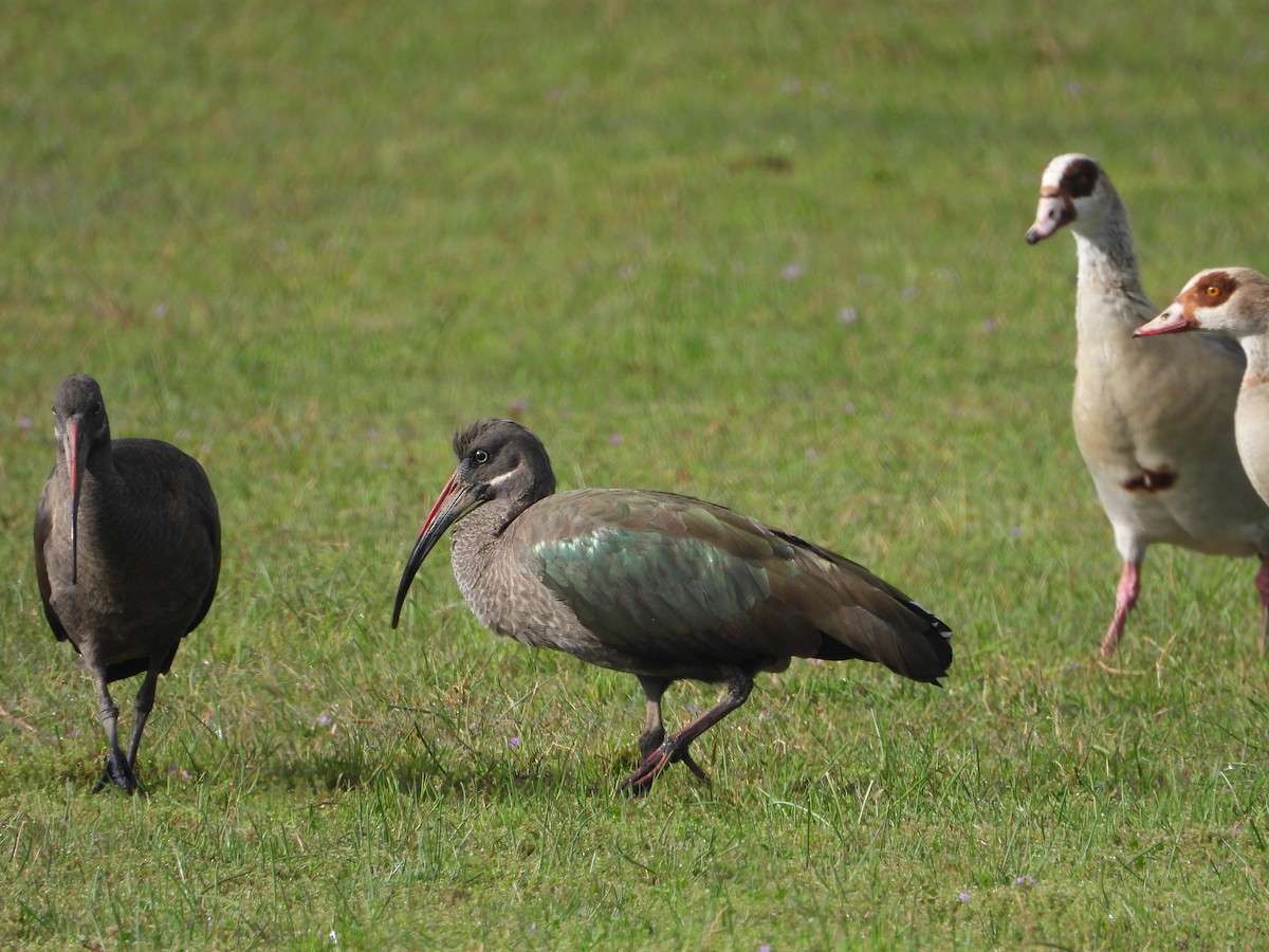 Hadada Ibis - ML645833016