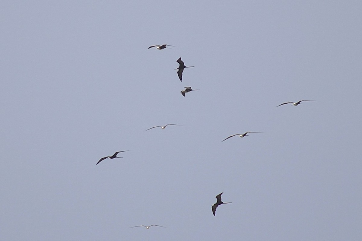 fregatka vznešená - ML645833017