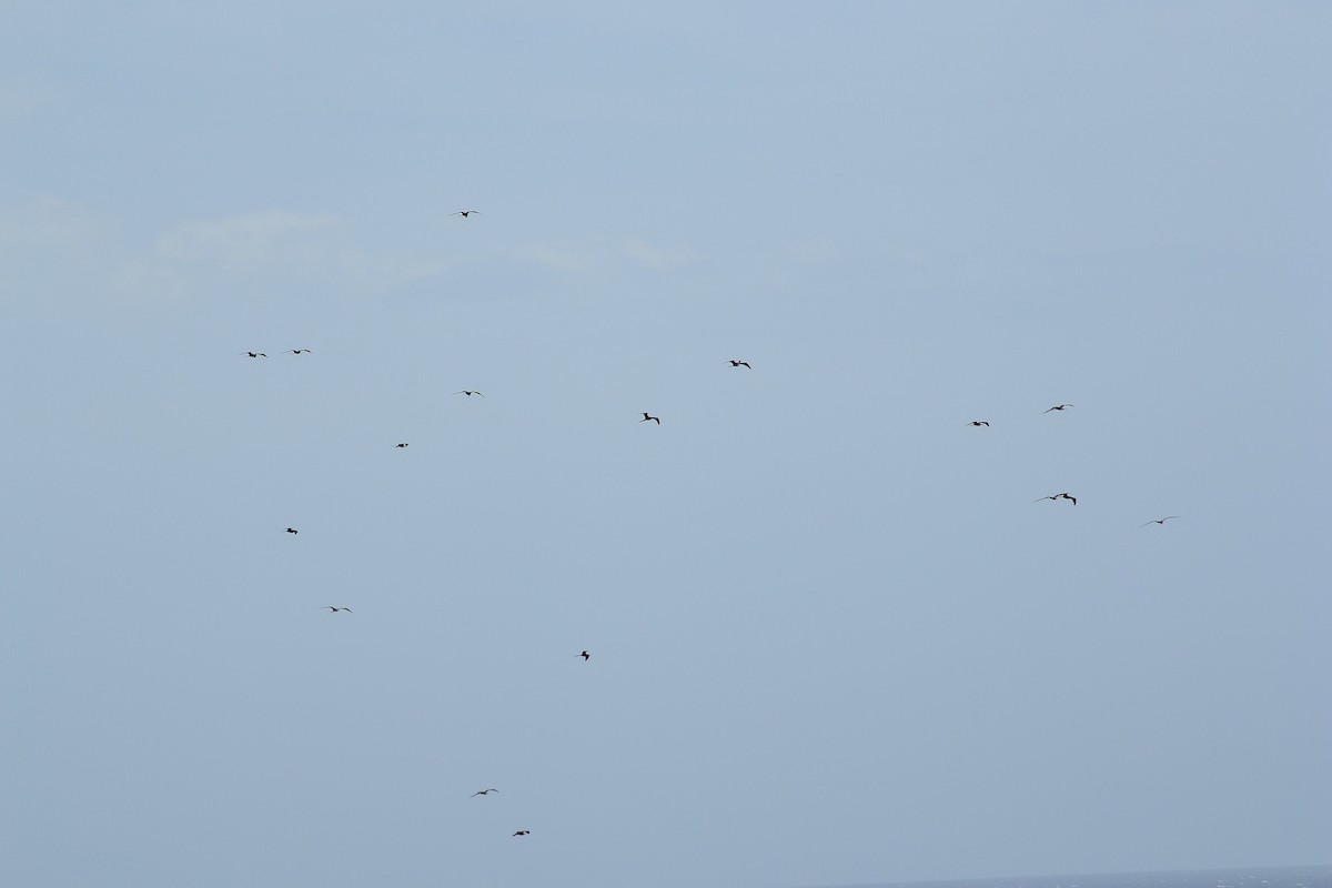 fregatka vznešená - ML645833019