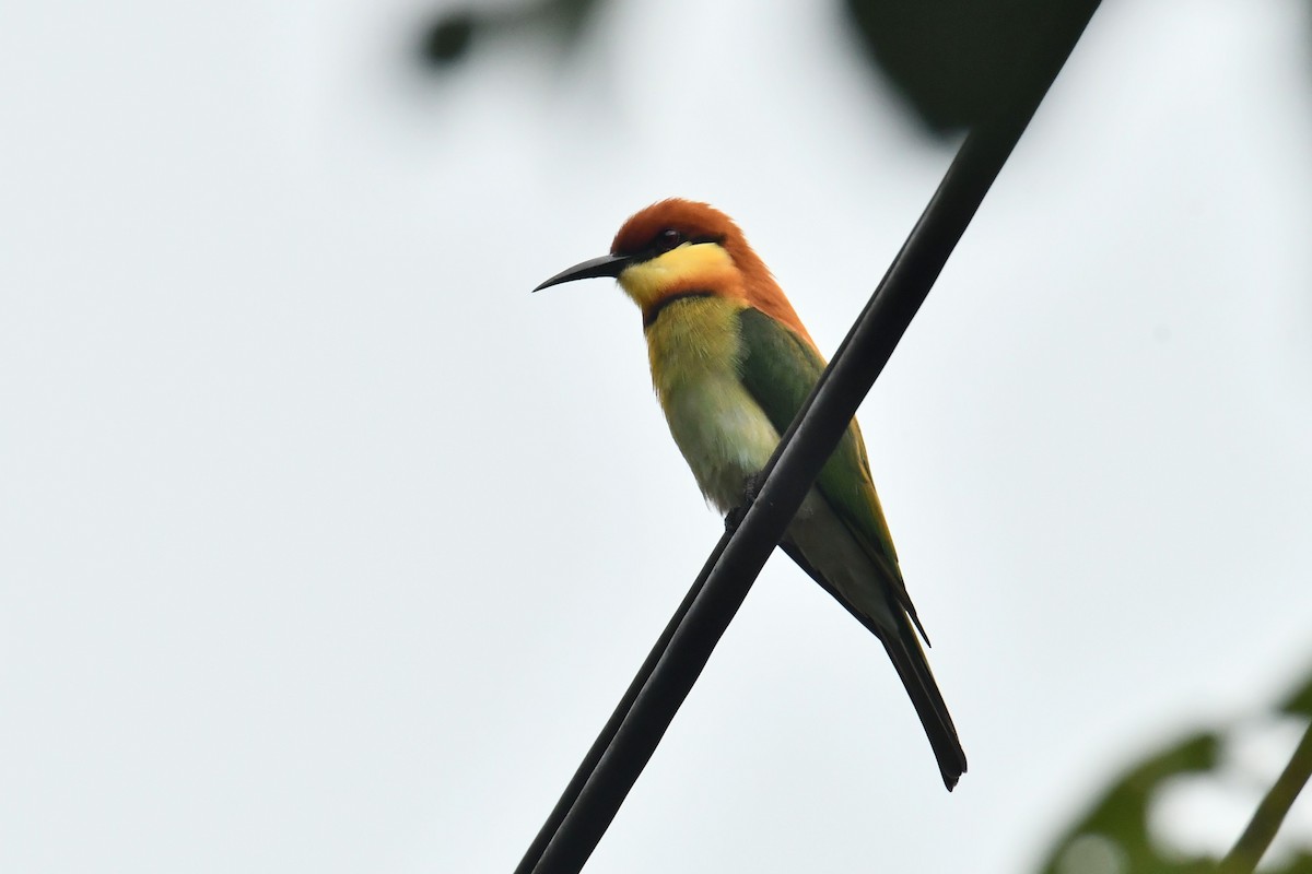 Chestnut-headed Bee-eater - ML645833026