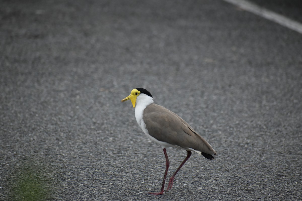 Hegabera maskaraduna - ML645833050