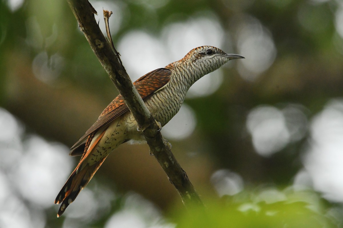 Banded Bay Cuckoo - ML645833054