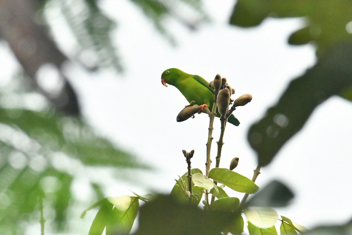 Vernal Hanging-Parrot - ML645833057