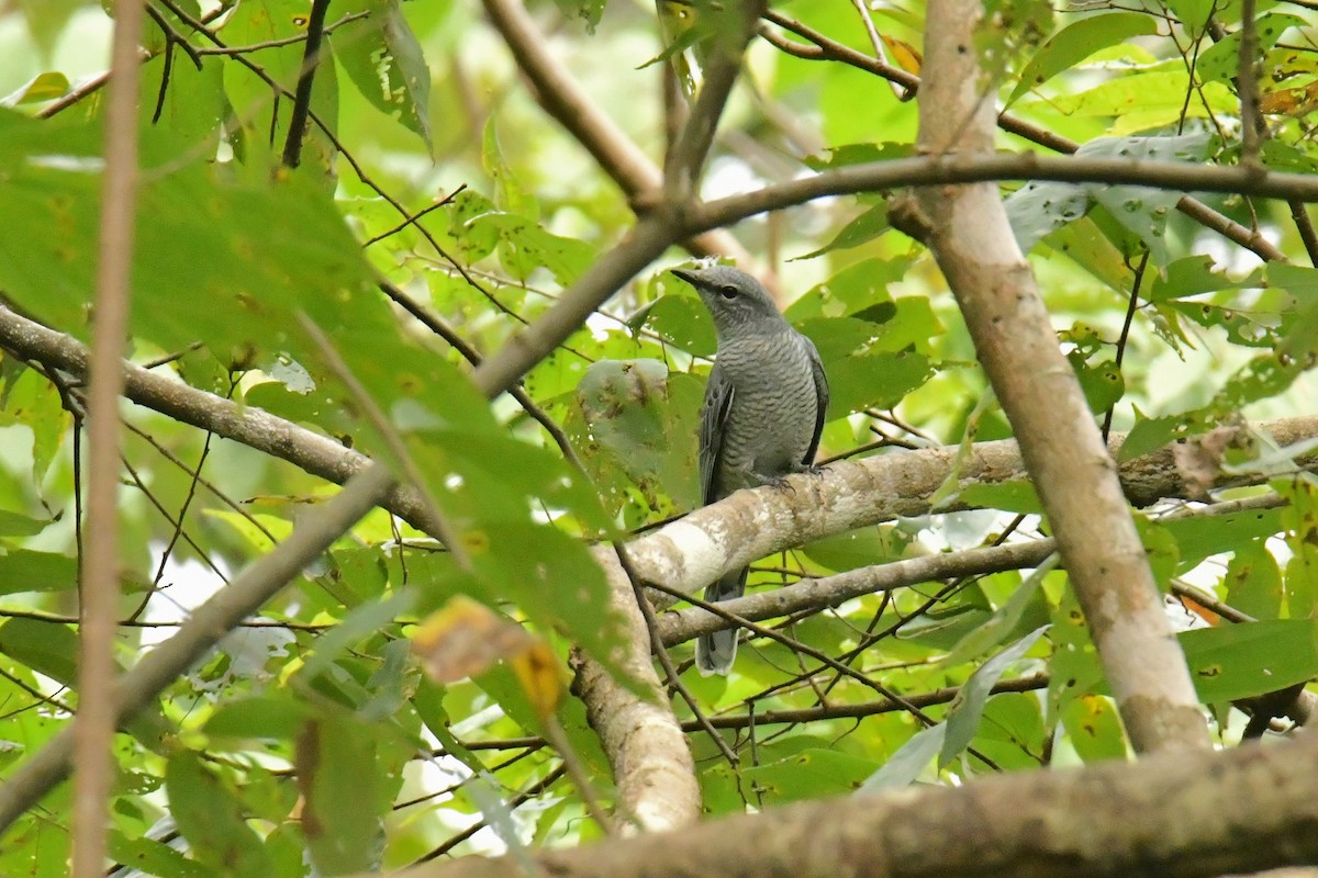 Indochinese Cuckooshrike - ML645833058