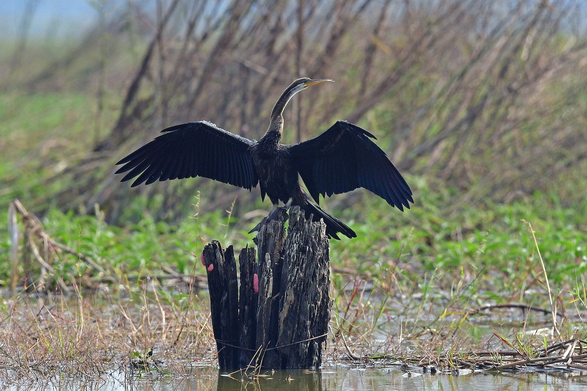 orientslangehals - ML645833059