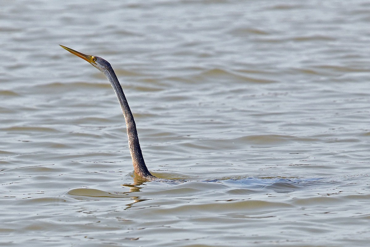 orientslangehals - ML645833060