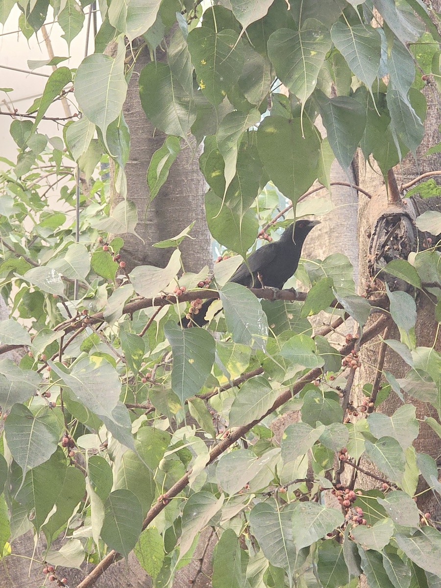 kukačka koel - ML645833069